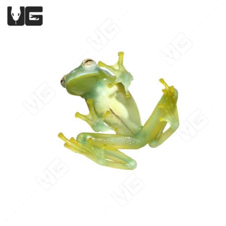 Granular Glass Frog (Cochranella granulosa) For Sale - Underground Reptiles