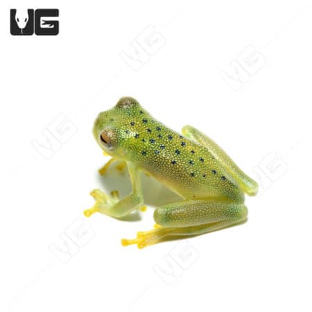 Granular Glass Frog (Cochranella granulosa) For Sale - Underground Reptiles