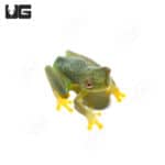 Granular Glass Frog (Cochranella granulosa) For Sale - Underground Reptiles
