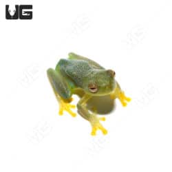 Granular Glass Frog (Cochranella granulosa) For Sale - Underground Reptiles