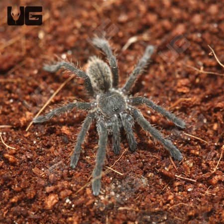 Green Femur Cobalt Blue Tarantula (Cyriopagopus lividus) For Sale - Underground Reptiles