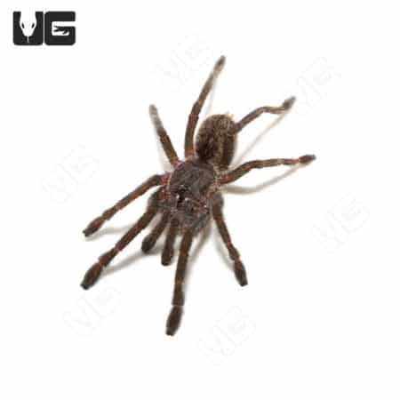 Green Femur Cobalt Blue Tarantula (Cyriopagopus lividus) For Sale - Underground Reptiles