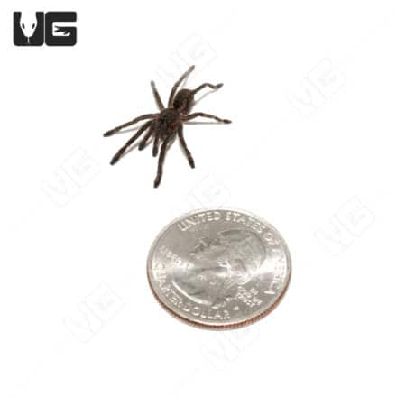 Green Femur Cobalt Blue Tarantula with quarter for size comparison.