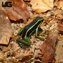 Green Trivittatus Dart Frog (Epipedobates trivittatus)
