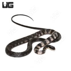 Halmahera Keelback Snake #1 (Tropidonophis punctiventris)