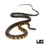 Halmahera Keelback Snake #2 (Tropidonophis punctiventris) For Sale - Underground Reptiles