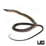 Halmahera Keelback Snake #2 (Tropidonophis punctiventris) For Sale - Underground Reptiles