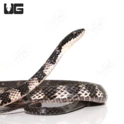 Halmahera Keelback Snake #1 (Tropidonophis punctiventris)