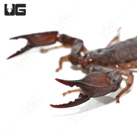 Jericho Scorpion (Nebo herichoniticus) For Sale- Underground Reptiles