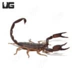 Jericho Scorpion (Nebo herichoniticus) For Sale- Underground Reptiles