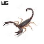 Jericho Scorpion (Nebo herichoniticus) For Sale- Underground Reptiles