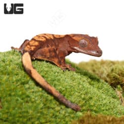 Juvenile Harlequin Crested Gecko (Correlophus ciliatus) For Sale - Underground Reptiles