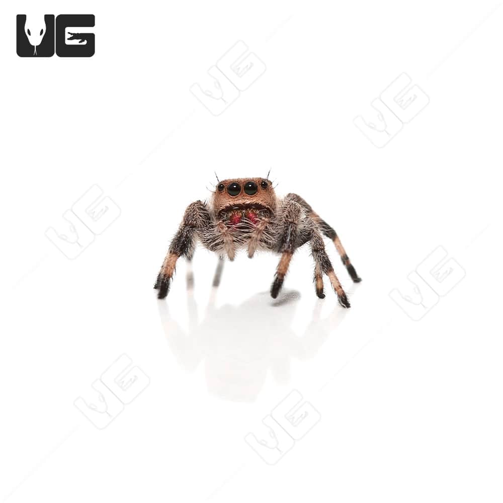 Regal Jumping Spiders (Phidippus regius) For Sale - Underground Reptiles