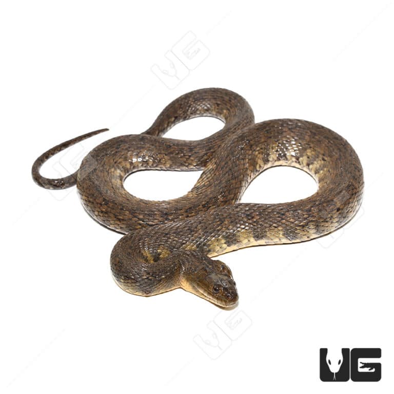 Green Water Snakes For Sale Underground Reptiles