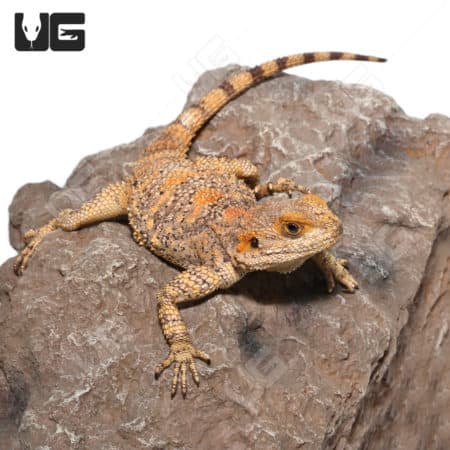 Painted Agamas (Laudakia stellio brachydactyla) For Sale - Only At Underground Reptiles