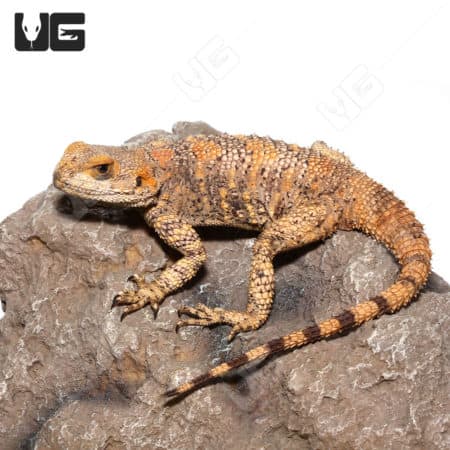 Painted Agamas (Laudakia stellio brachydactyla) For Sale - Only At Underground Reptiles