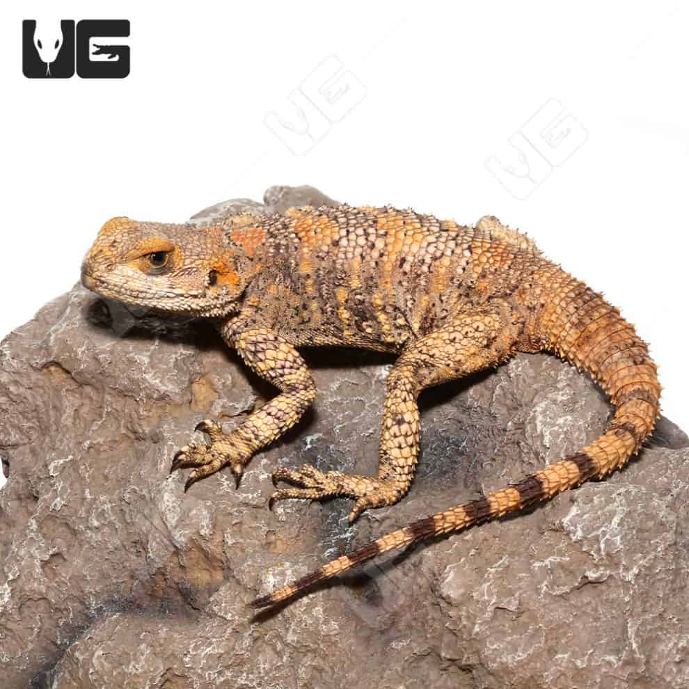 Painted Agamas For Sale Only At Underground Reptiles