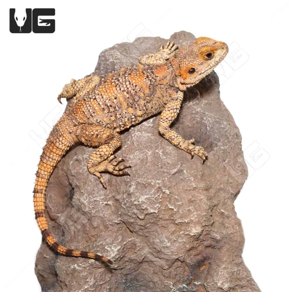 Painted Agamas For Sale Only At Underground Reptiles