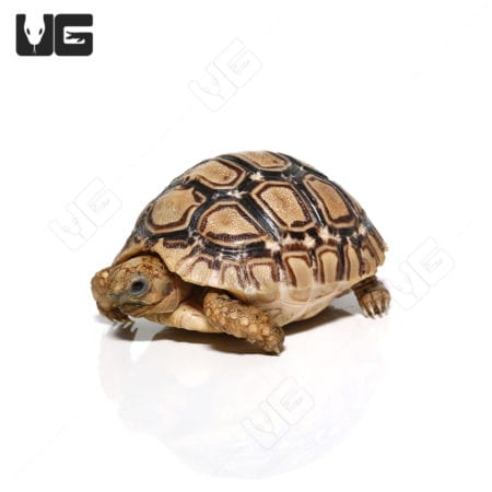 Baby Patternless Leopard Tortoise, adorable reptile pet from Underground Reptiles.