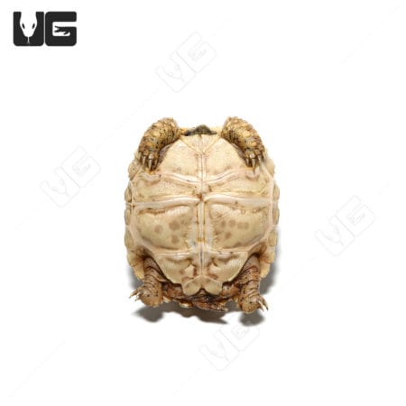 Baby Leopard Tortoises (pardalis babcocki) For Sale - Underground Reptiles