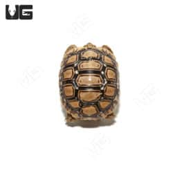 Baby Leopard Tortoises (pardalis babcocki) For Sale - Underground Reptiles