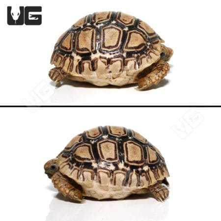 Baby Leopard Tortoises (pardalis babcocki) For Sale - Underground Reptiles