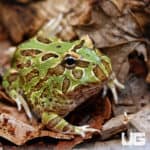 Peppermint Pacman Frog (Ceratophrys cranwelli)
