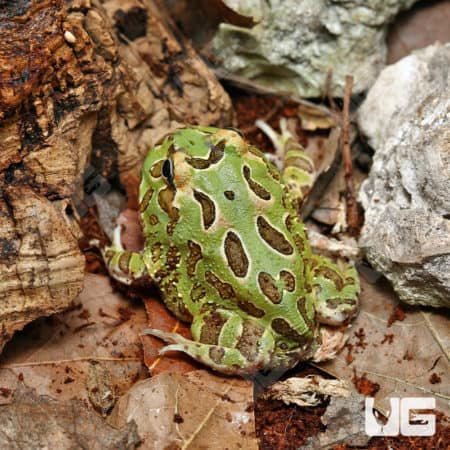 Peppermint Pacman Frog (Ceratophrys cranwelli)
