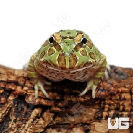 Peppermint Pacman Frog (Ceratophrys cranwelli)