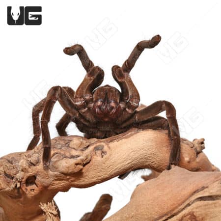 High-quality image of a Peruvian Brown Velvet Birdeater Tarantula on a branch.