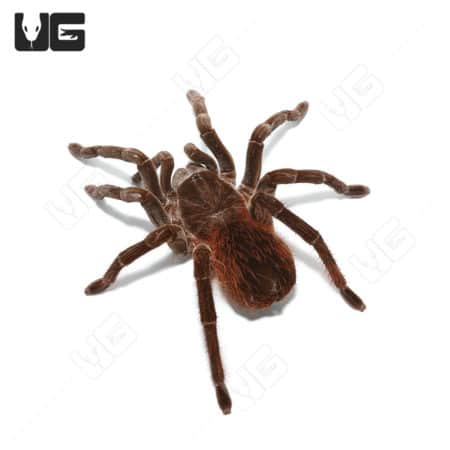 Peruvian Brown Velvet Birdeater Tarantula, 4-6 inches, known for its velvety brown coloration and la.