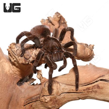 Peruvian Brown Velvet Birdeater Tarantula, 4-6 inches, on wood branch.