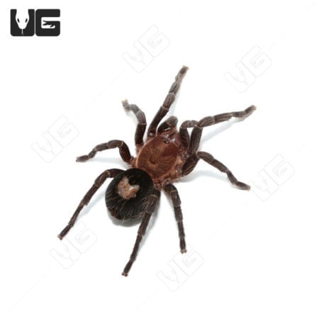 Peruvian Dwarf Star Tarantula, 1-2.5 inches, exotic arachnid for sale.