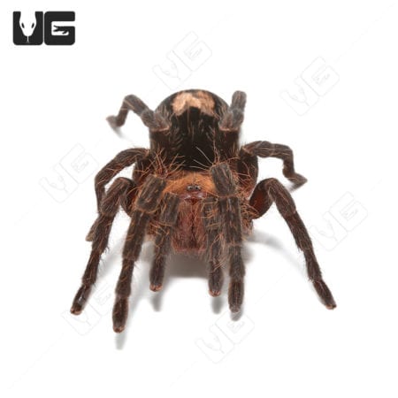 Close-up of a Peruvian Dwarf Star Tarantula (1-2.5").