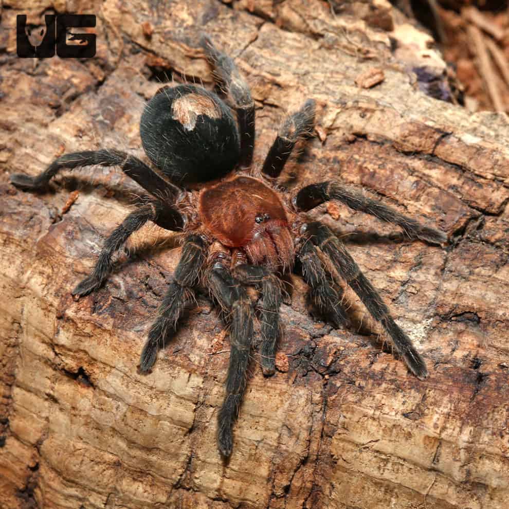Peruvian Dwarf Star Tarantula (12.5") (Cyriocosmus sellatus) For Sale