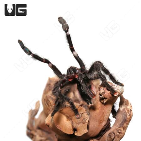 Peruvian Purple Pinktoe Tarantula on wood branch, close-up view.