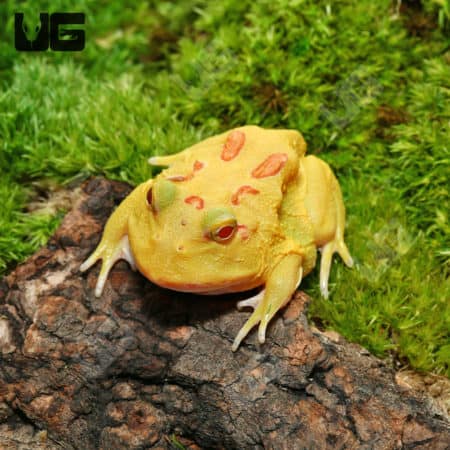 Pikachu Pacman Frogs (Ceratophrys cranwelli)