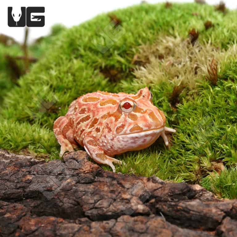 Raspberry Pacman Frogs For Sale Underground Reptiles