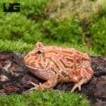 Raspberry Pacman Frogs (Ceratophrys cranwelli) For Sale - Underground Reptiles