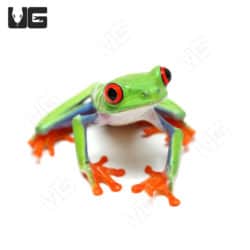 Red Eyed Tree Frogs (Agalychnis callidryas) For Sale - Underground Reptiles