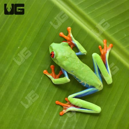 Red Eyed Tree Frogs (Agalychnis callidryas) For Sale - Underground Reptiles