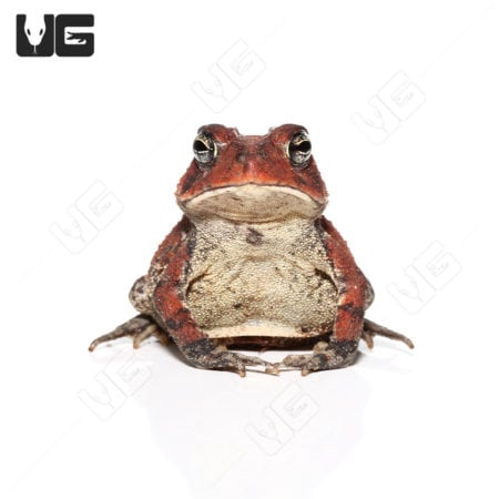 Close-up of a Red Southern Toad showcasing vibrant coloration and textured skin.