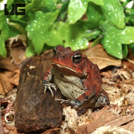 Close-up of a Red Southern Toad sitting on wood among green leaves.