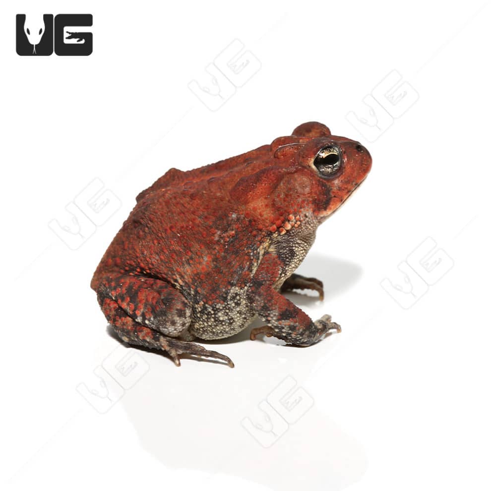 Southern Toads For Sale Underground Reptiles