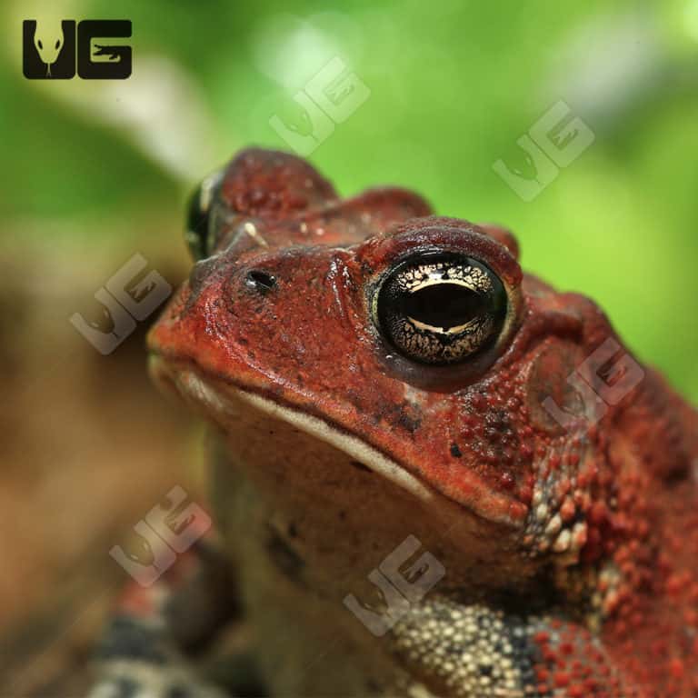 Southern Toads For Sale Underground Reptiles