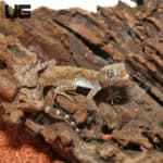 Short Fingered Geckos (Stenodactylus stenodactylus) For Sale - Underground Reptiles