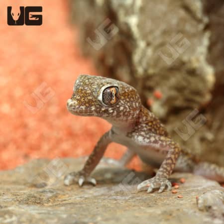 Short Fingered Geckos (Stenodactylus stenodactylus) For Sale - Underground Reptiles