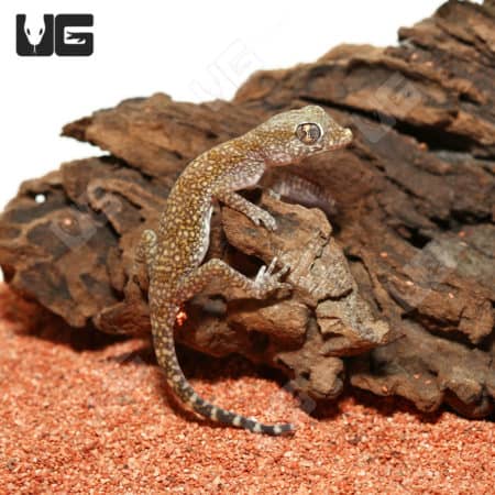 Close-up of a short fingered gecko on bark with textured background.