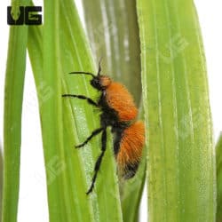Sonoran Bumblebee Velvet Ant (Dasymutilla arenivaga)
