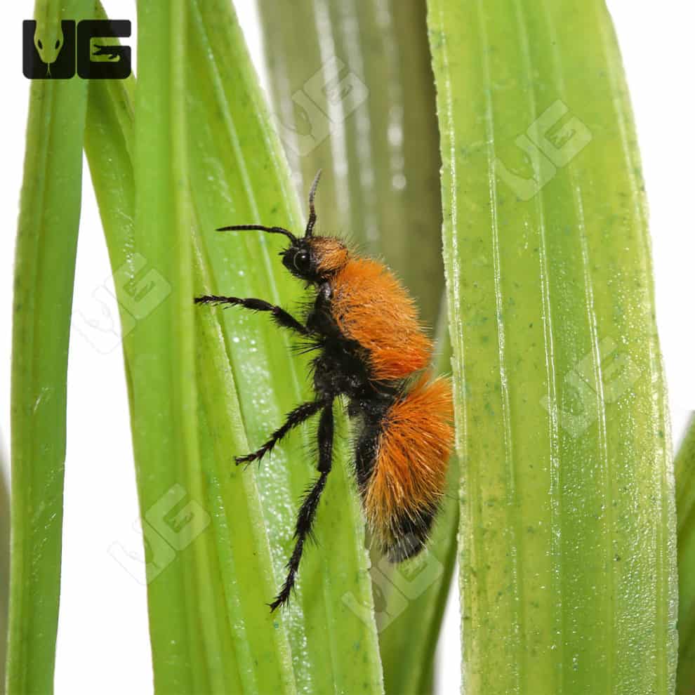 Sonoran Bumblebee Velvet Ant (Dasymutilla arenivaga) For Sale Underground Reptiles